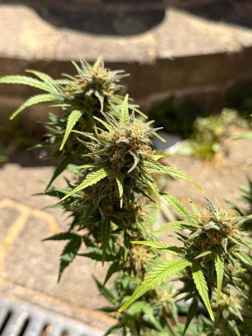 TESTGROW HY-Pro Dünger. Week 8