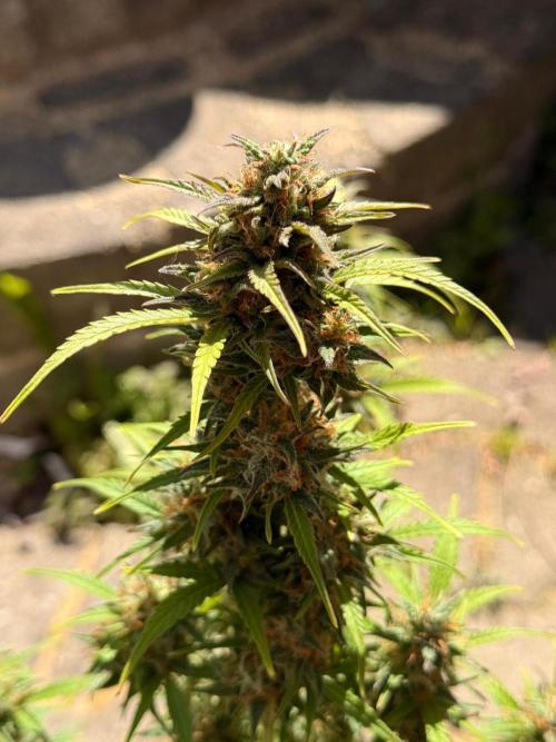 TESTGROW HY-Pro Dünger. Week 8