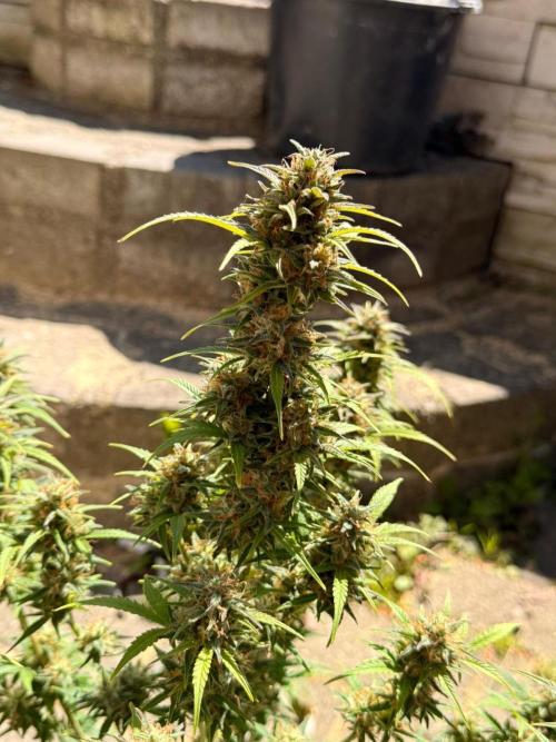 TESTGROW HY-Pro Dünger. Week 8