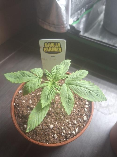 Blue Zushi. Week 1