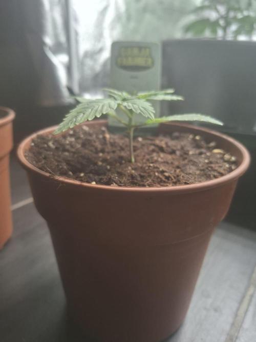 Blue Zushi. Week 1