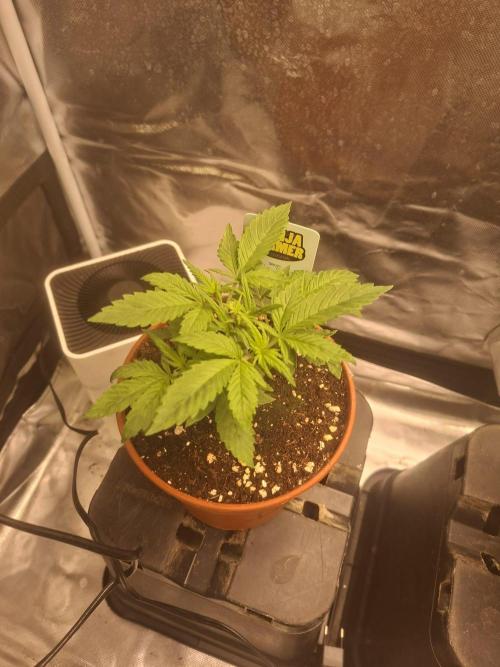 Blue Zushi. Week 2