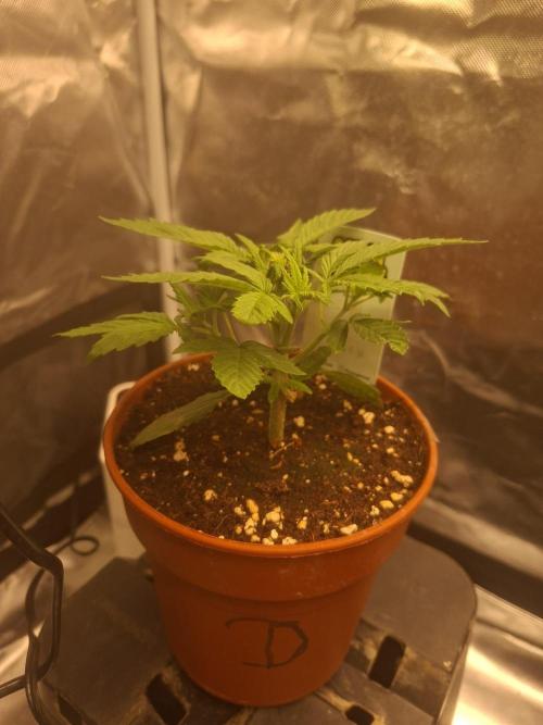 Blue Zushi. Week 2