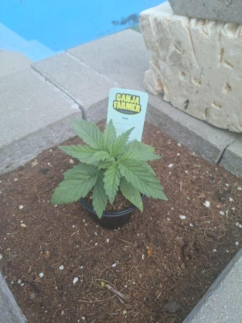 Permanent Marker Pheno 2. Week 1
