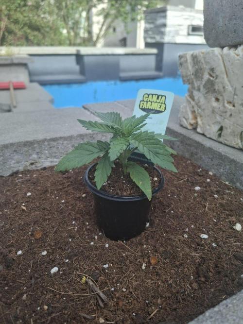 Permanent Marker Pheno 2. Week 1