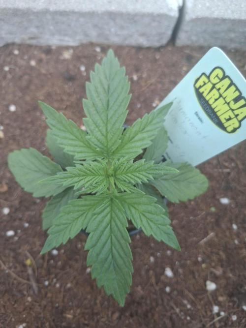 Permanent Marker Pheno 2. Week 1