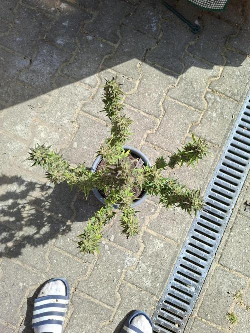 TESTGROW HY-Pro Dünger. Week 9