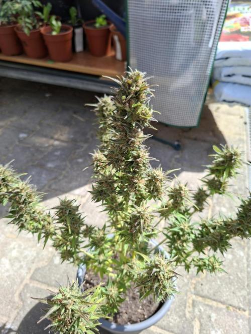 TESTGROW HY-Pro Dünger. Week 9