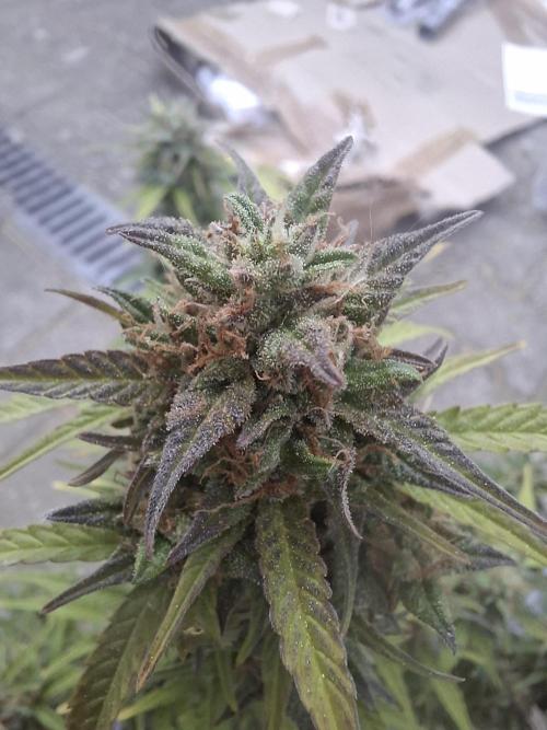 TESTGROW HY-Pro Dünger. Week 9