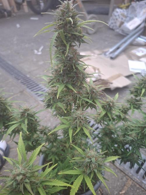 TESTGROW HY-Pro Dünger. Week 9