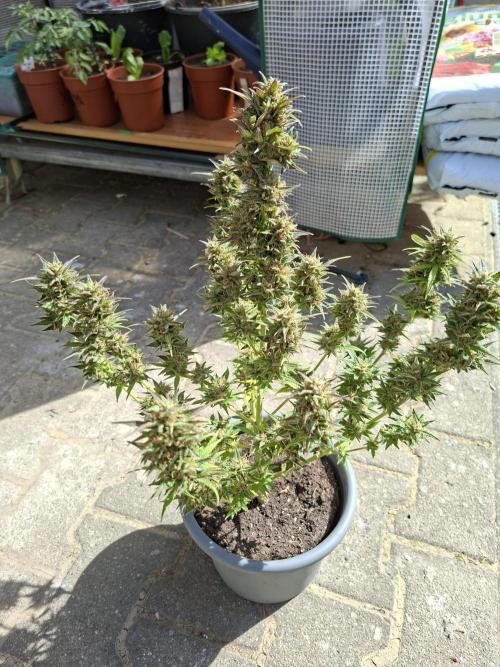 TESTGROW HY-Pro Dünger. Week 9