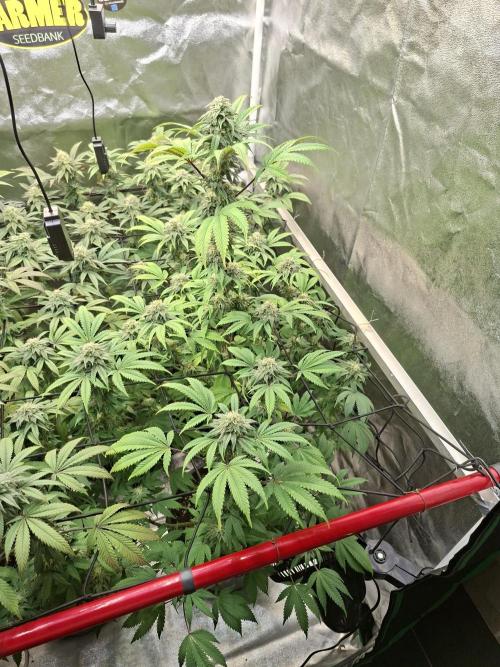 Papaya Sherbert. Week 11