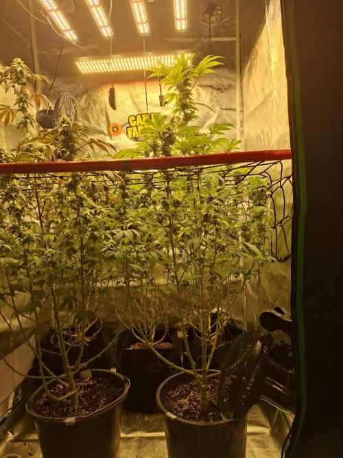 Papaya Sherbert. Week 11
