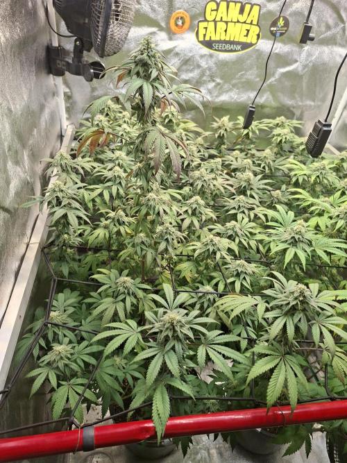 Papaya Sherbert. Week 11