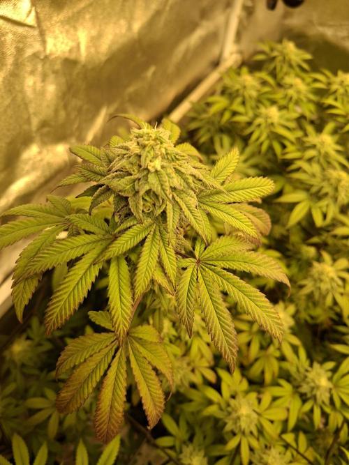 Papaya Sherbert. Week 11
