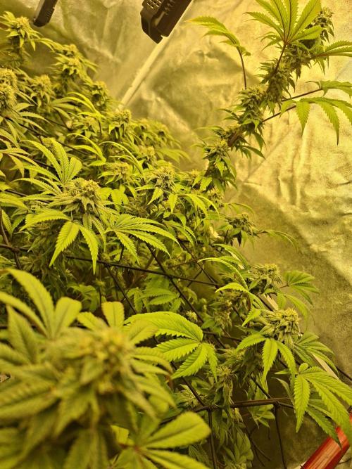 Papaya Sherbet. Week 11