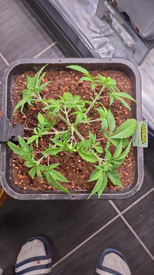 Blue Zushi. Week 3