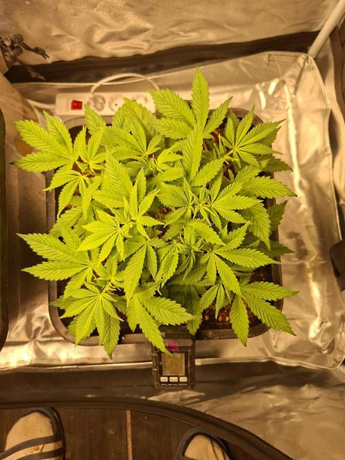 Blue Zushi. Week 4