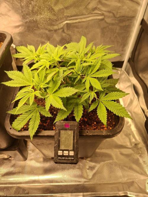 Blue Zushi. Week 4