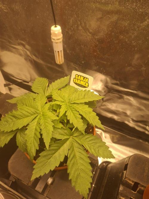 Permanent Marker Pheno 2. Week 2