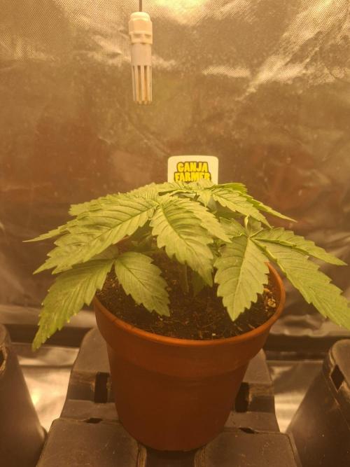 Permanent Marker Pheno 2. Week 2