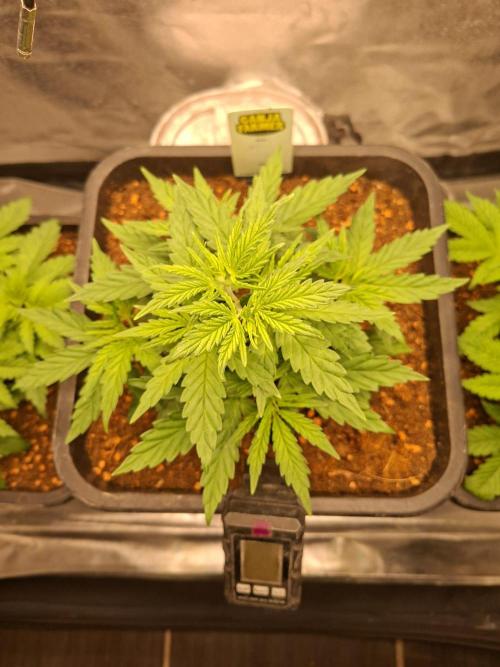 Permanent Marker Pheno 2. Week 3