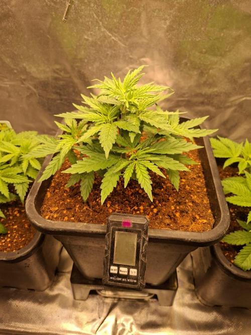 Permanent Marker Pheno 2. Week 3