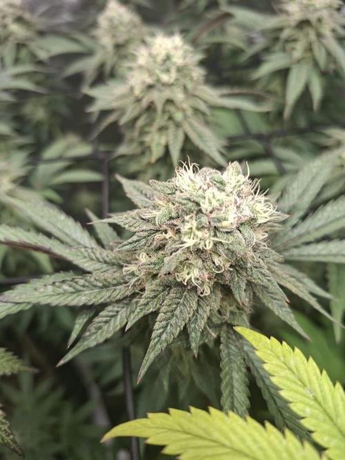 Papaya Sherbert. Week 12