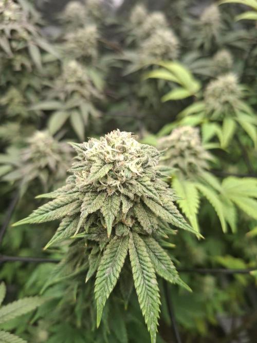 Papaya Sherbert. Week 12