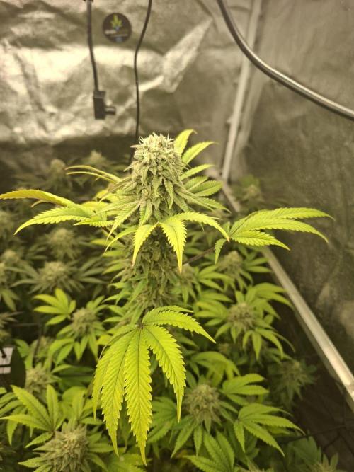 Papaya Sherbert. Week 12