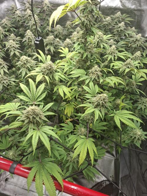 Papaya Sherbet. Week 12