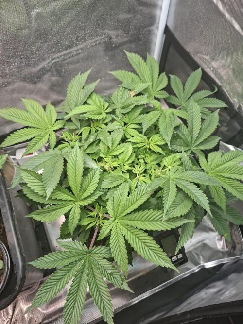 Blue Zushi. Week 5