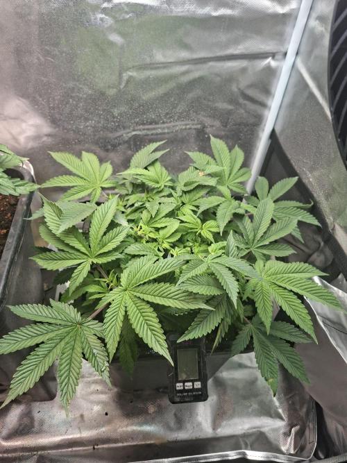 Blue Zushi. Week 5