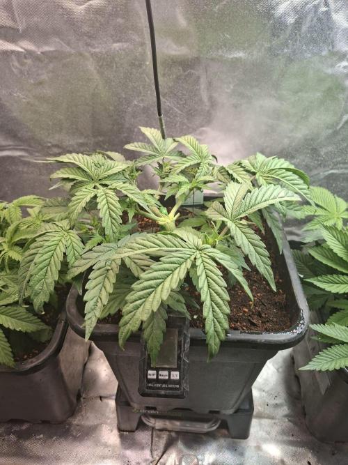 Permanent Marker Pheno 2. Week 4