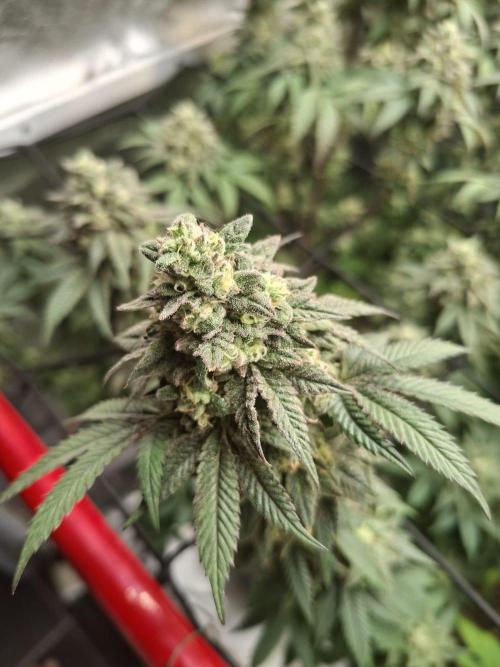 Papaya Sherbert. Week 13