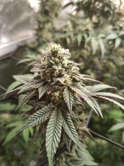 Papaya Sherbert. Week 13