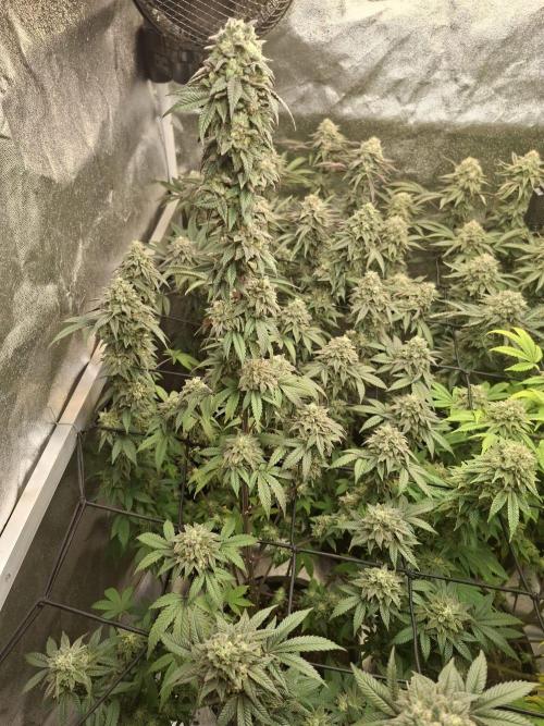 Papaya Sherbert. Week 13