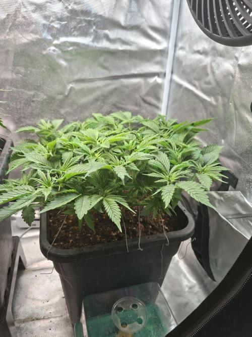 Blue Zushi. Week 6