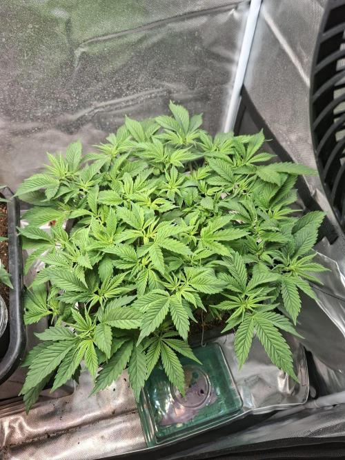 Blue Zushi. Week 6