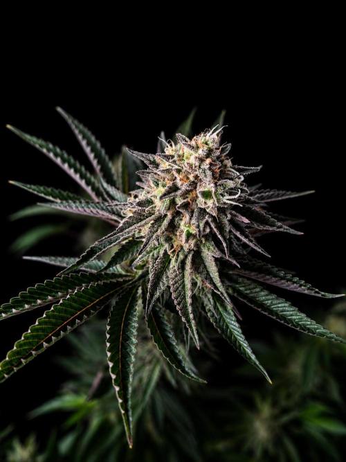 Fast Buds - Papaya Sherbet by Rockets_grow