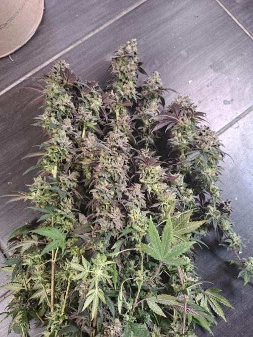 Papaya Sherbert. Week 16