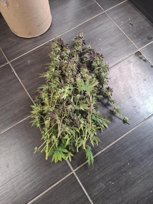 Papaya Sherbert. Week 16