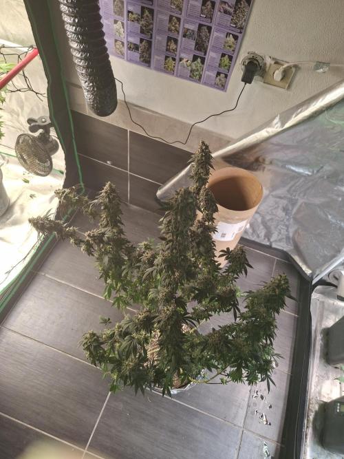 Papaya Sherbert. Week 16