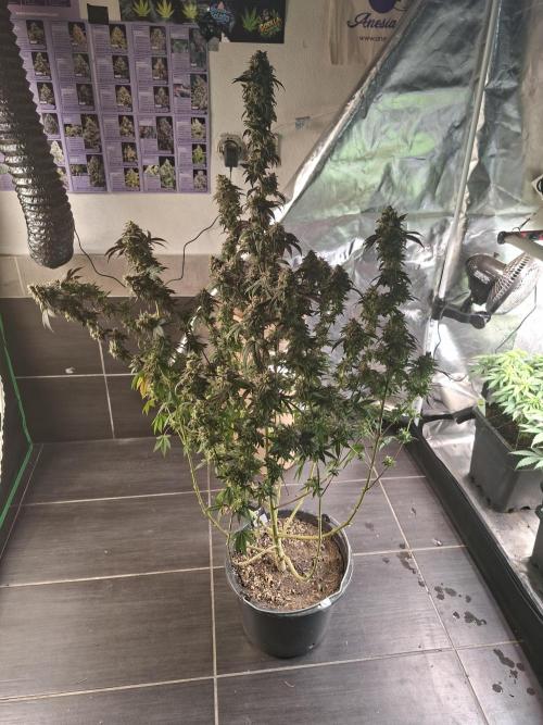 Papaya Sherbert. Week 16