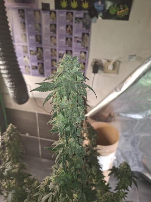 Papaya Sherbert. Week 16