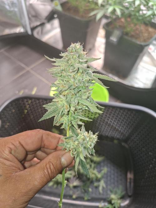 Papaya Sherbert. Week 16