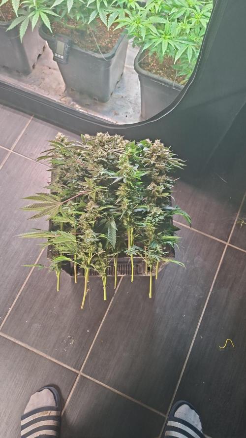 Papaya Sherbert. Week 16