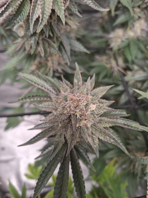 Papaya Sherbert. Week 16