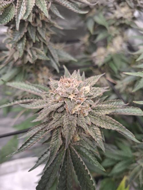 Papaya Sherbert. Week 16