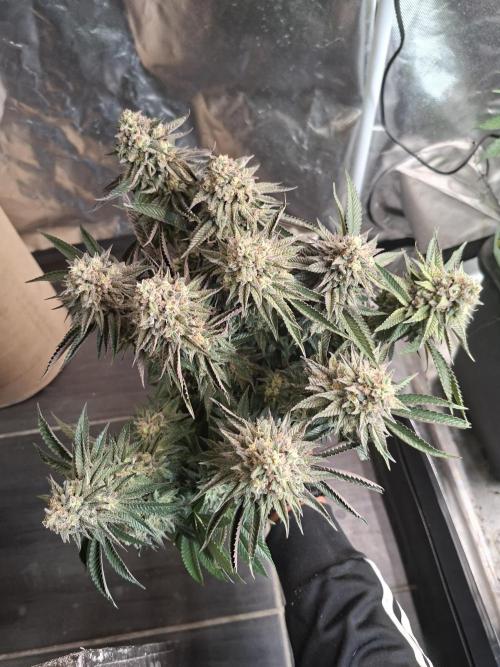 Papaya Sherbert. Week 16